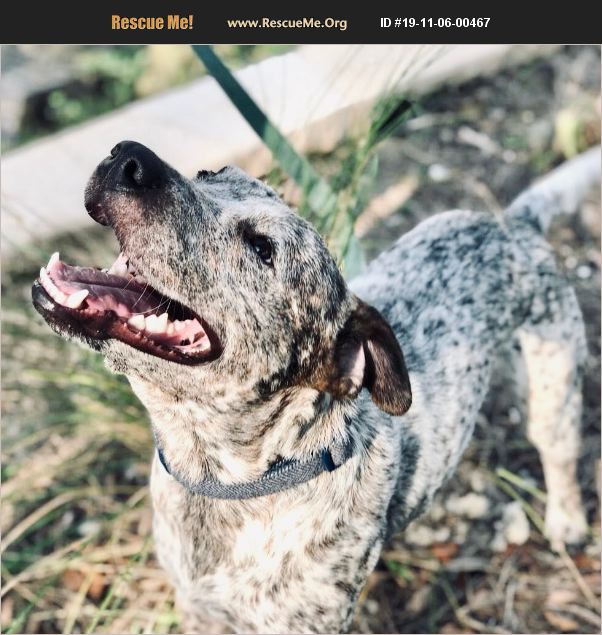 ADOPT 19110600467 Australian Cattle Dog Rescue Bradenton, FL