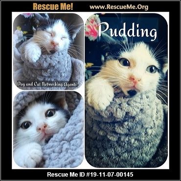 - Georgia Cat Rescue - ADOPTIONS - Rescue Me!