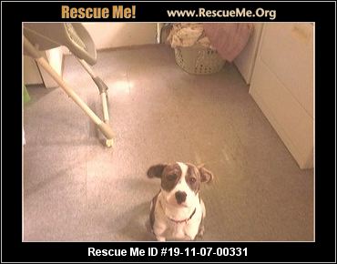 - Virginia Dog Rescue - ADOPTIONS - Rescue Me!