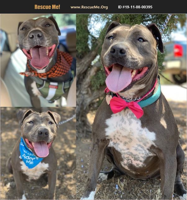 ADOPT 19110800395 Pit Bull Rescue Washington