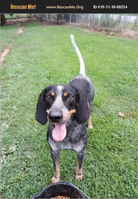 ADOPT 19111000254 ~ Bluetick Coonhound Rescue ~ Jackson, TN