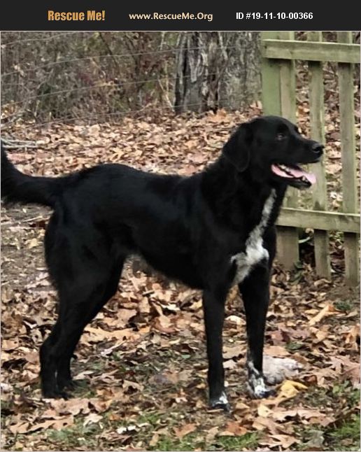 ADOPT 19111000366 Irish Wolfhound Rescue Southbury, CT