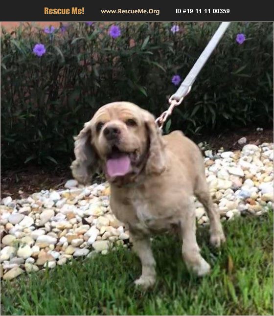 ADOPT 19111100359 Cocker Spaniel Rescue Cape Coral, FL
