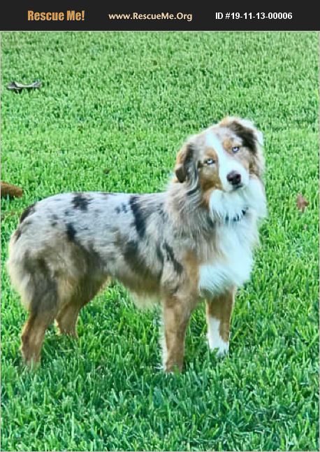 ADOPT 19111300006 ~ Australian Shepherd Rescue ~ Melbourne, FL