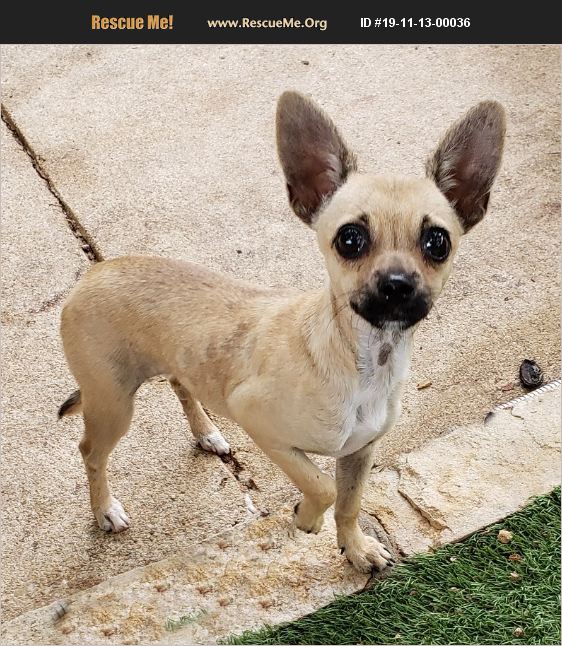 ADOPT 19111300036 Chihuahua Rescue San Antonio, TX