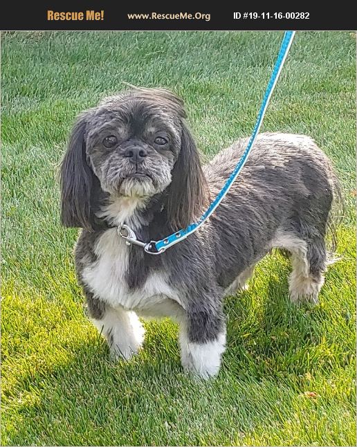ADOPT 19111600282 Shih Tzu Rescue Boise, ID