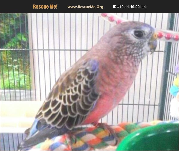 ADOPT 19111900414 ~ Pet Bird Rescue ~ Newbury Park, CA