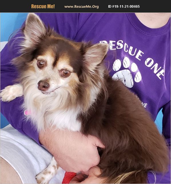 ADOPT 19112100465 Papillon Rescue Phoenix, AZ