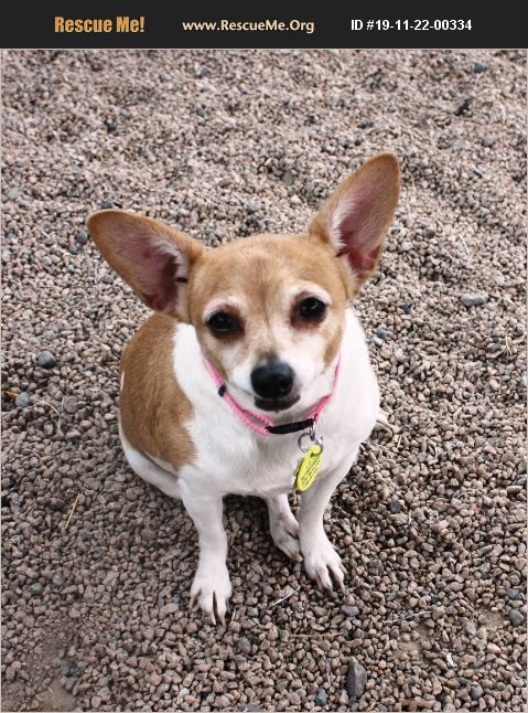Adopt 19112200334 ~ Chihuahua Rescue ~ Phoenix Az