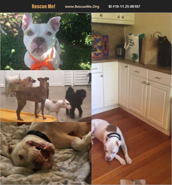 ADOPT 19112500187 Pit Bull Rescue Washington