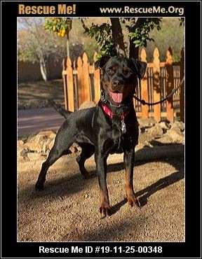 rottweiler rescued neeko shelter rescue