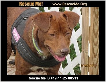 - Florida Lab Rescue - ADOPTIONS - Rescue Me!