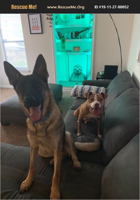 34 German Shepherd Puppies Nc Rescue Gif