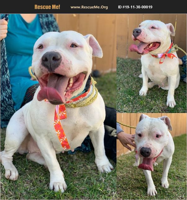 ADOPT 19113000019 Pit Bull Rescue Washington