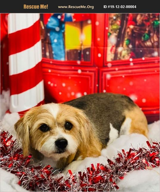 ADOPT 19120200004 Shih Tzu Rescue Lake Havasu City, AZ