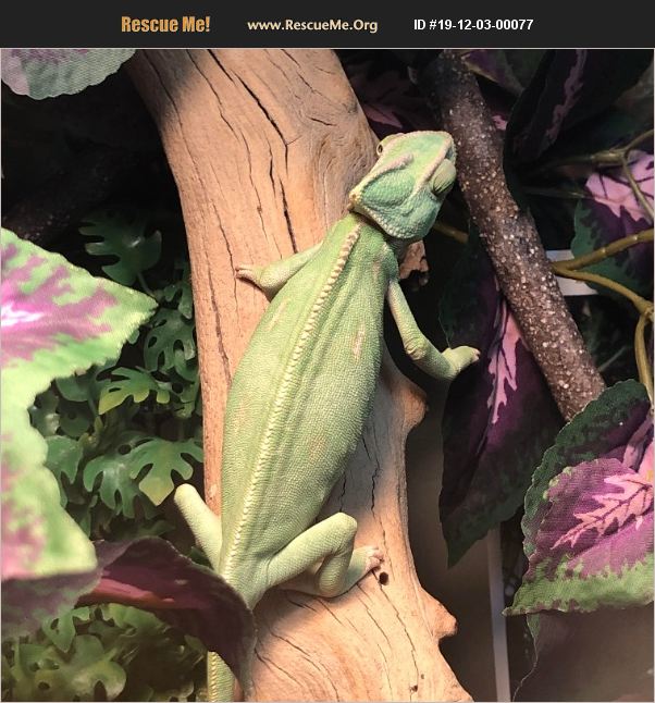 ADOPT 19120300077 ~ Reptile/Amphibian Rescue ~ Boston, MA