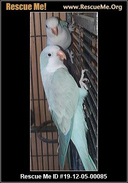 Parrot Rescue Near Me - petfinder