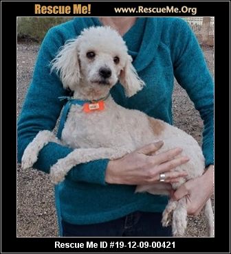 - Arizona Poodle Rescue - ADOPTIONS - Rescue Me!