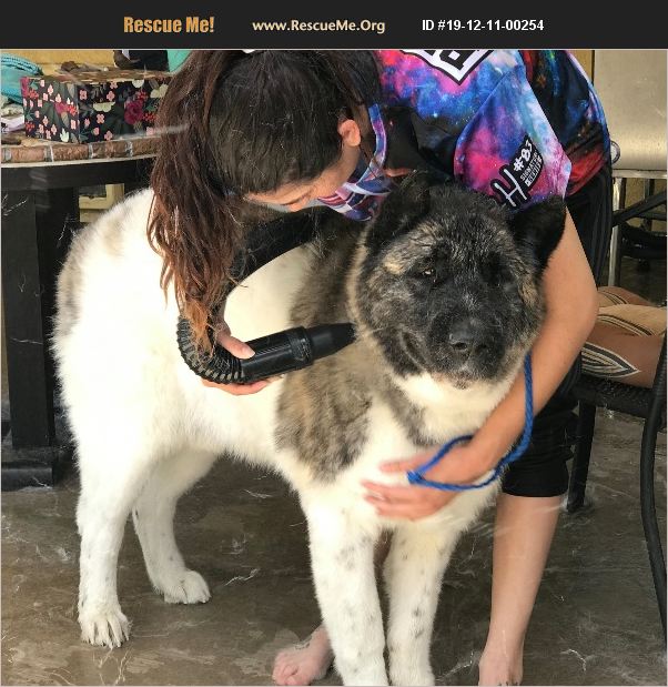 ADOPT 19121100254 ~ Akita Rescue ~ Sacramento County, CA