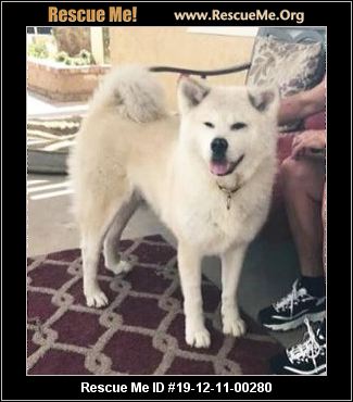 - California Akita Rescue - ADOPTIONS - Rescue Me!