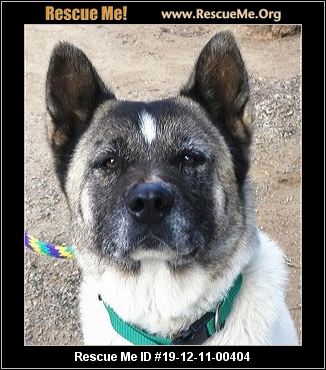 - California Akita Rescue - ADOPTIONS - Rescue Me!