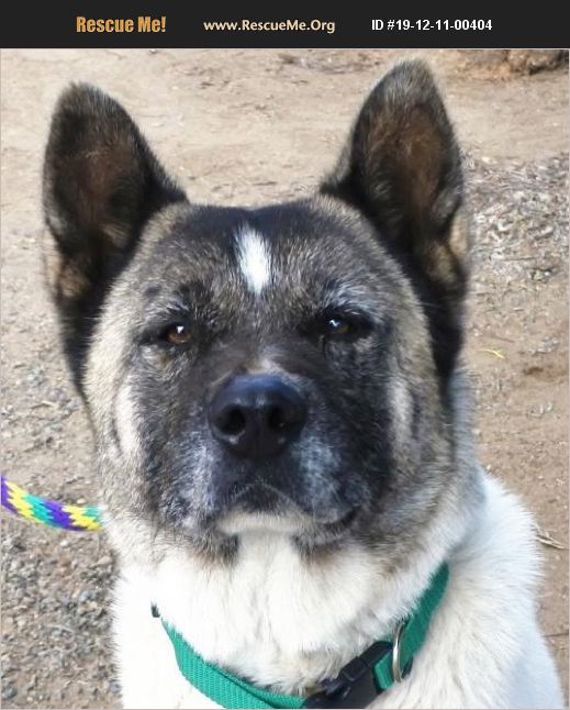 ADOPT 19121100404 ~ Akita Rescue ~ Romoland, CA