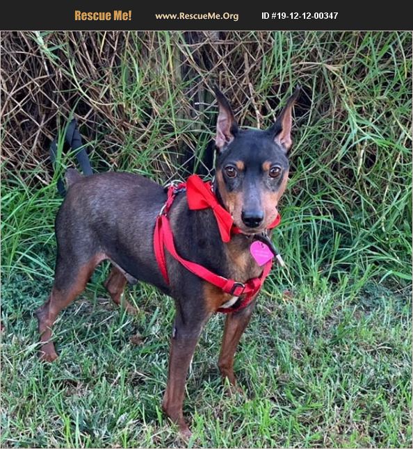 ADOPT 19121200347 Miniature Pinscher Rescue Burbank, CA