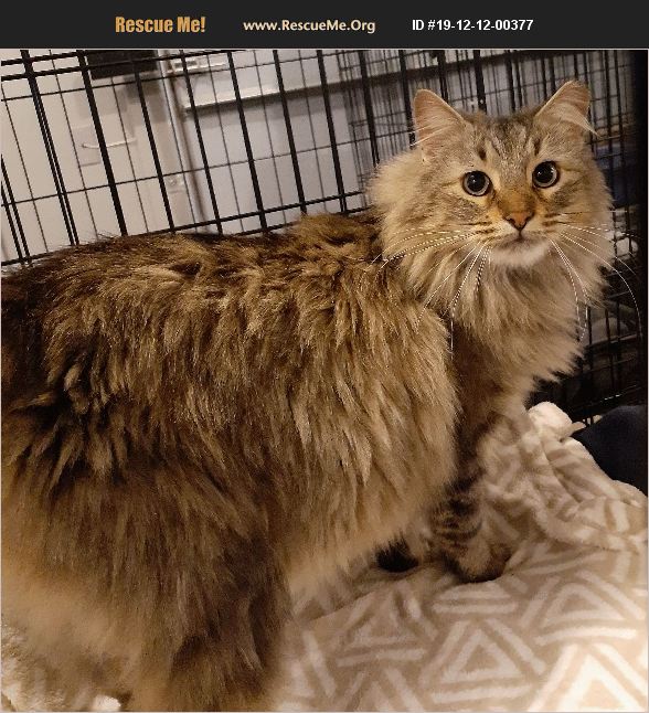 ADOPT 19121200377 Maine Coon Rescue Lone Jack, MO
