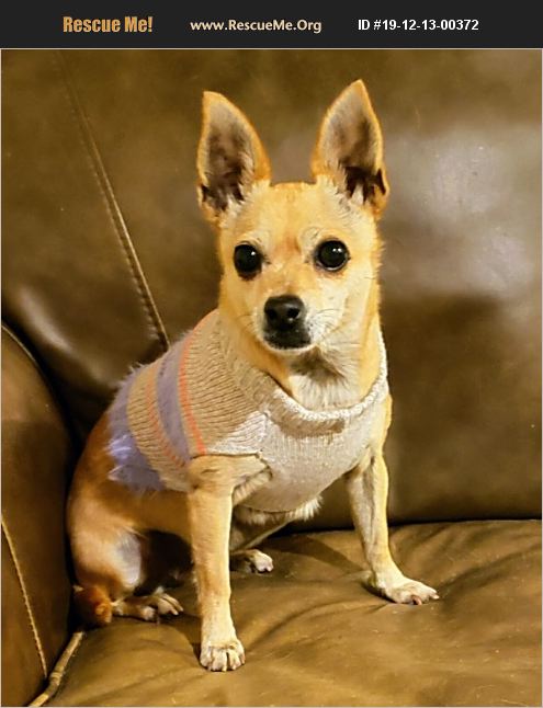 Adopt 19121300372 ~ Chihuahua Rescue ~ Dallas Tx