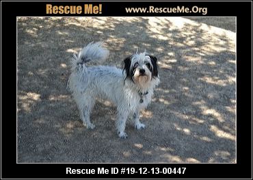 Havanese Rescue Me 2025
