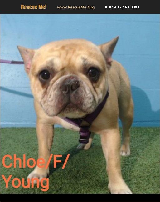 ADOPT 19121600093 ~ French Bulldog Rescue ~ Spring Hill, FL