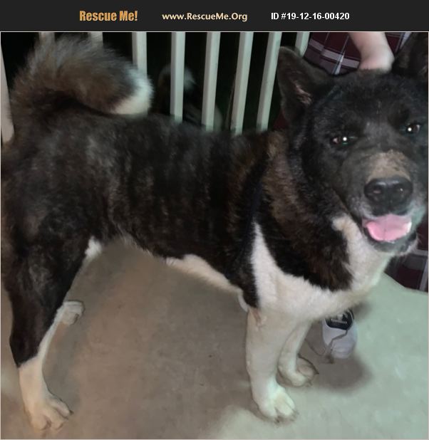 ADOPT 19121600420 ~ Akita Rescue ~ San Antonio, TX