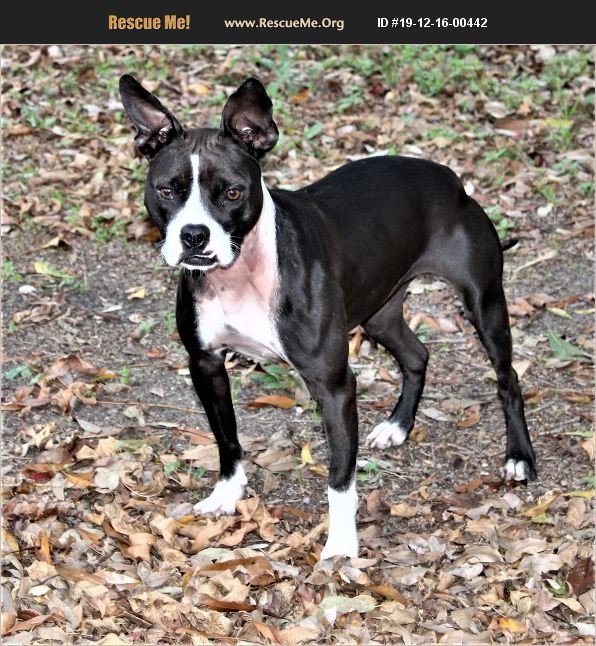 ADOPT 19121600442 Boston Terrier Rescue Jesup, GA