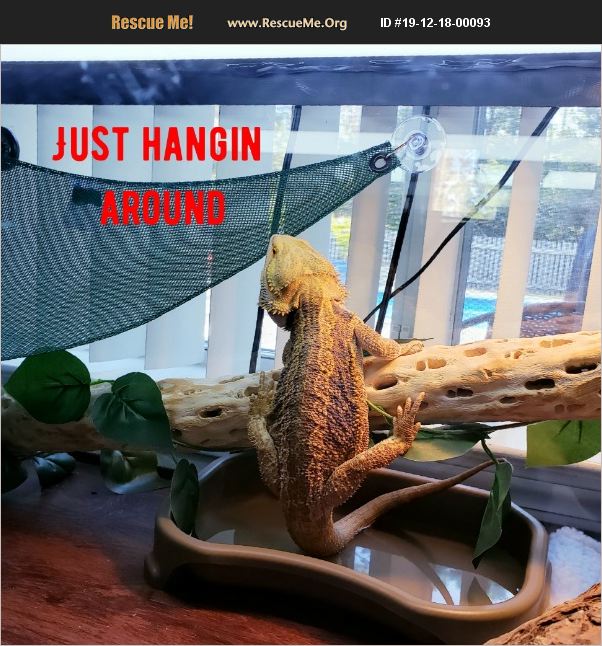 ADOPT 19121800093 ~ Reptile/Amphibian Rescue ~ Pensacola, FL