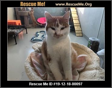 - Georgia Cat Rescue - ADOPTIONS - Rescue Me!