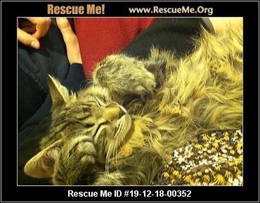 - Georgia Cat Rescue - ADOPTIONS - Rescue Me!