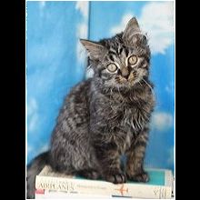 Ohio Norwegian Forest Cat Rescue Adoptions Rescue Me