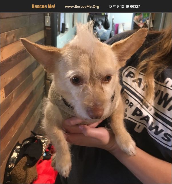 ADOPT 19121900327 ~ Chihuahua Rescue ~ Tucson, AZ