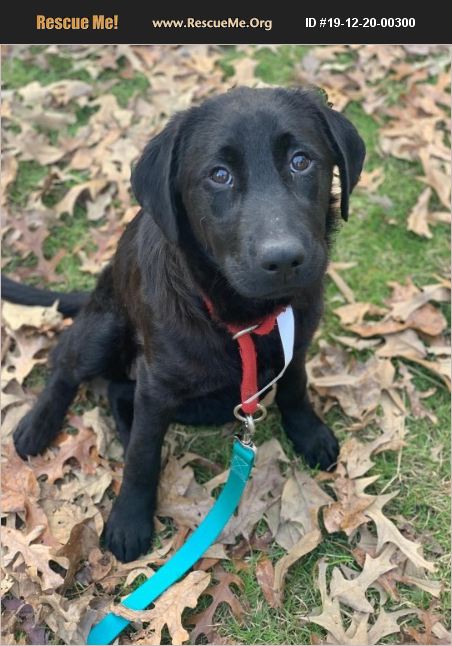 ADOPT 19122000300 ~ Flat-Coated Retriever Rescue ~ Sagaponack, NY