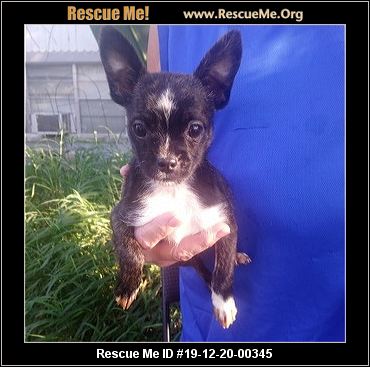 yorkie rescueme squeaky daisey squeak