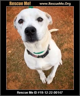 - Georgia Dog Rescue - ADOPTIONS - Rescue Me!