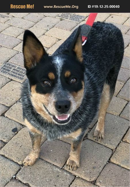 ADOPT 19122500040 ~ Australian Cattle Dog Rescue ~ Cottonwood, AZ