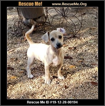 chihuahua puppies rescued jethro