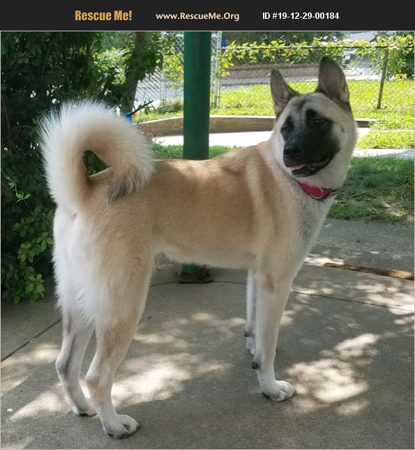 ADOPT 19122900184 Akita Rescue Philadelphia, PA