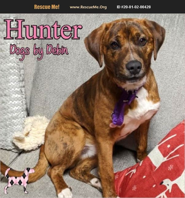 ADOPT 20010200428 Lab Rescue Kansas City, MO