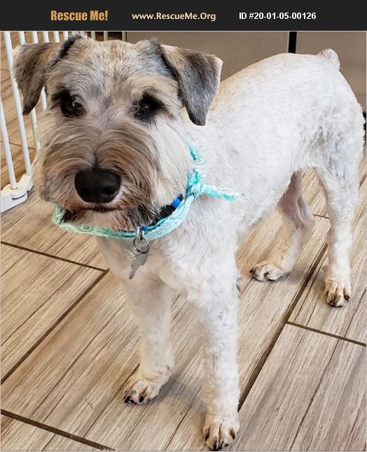 Adopt 20010500126 ~ Schnauzer Rescue ~ Phoenix, Az