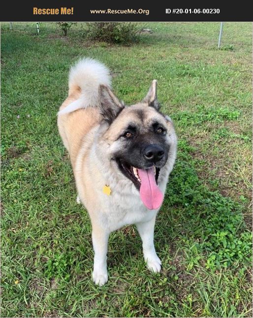 ADOPT 20010600230 ~ Akita Rescue ~ Tampa, FL