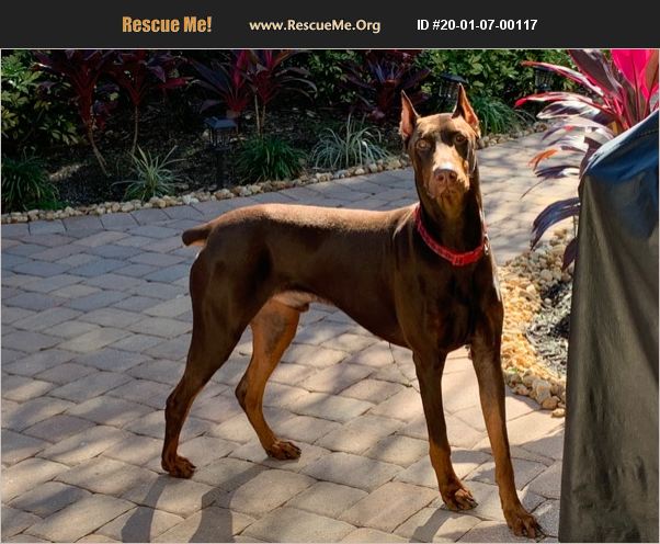 ADOPT 20010700117 Doberman Pinscher Rescue Clermont FL