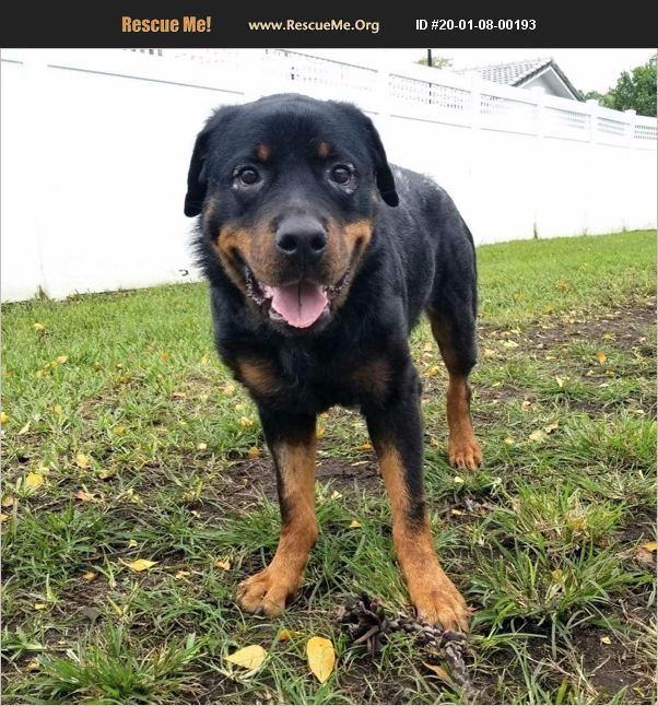 rescue tales rottweiler