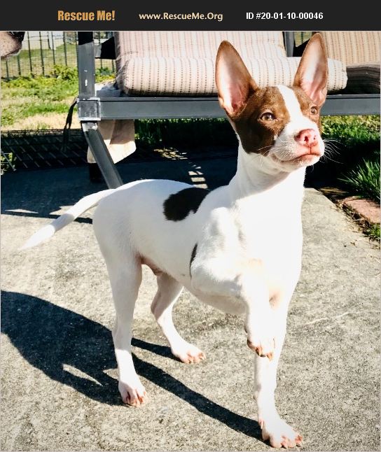 ADOPT 20011000046 Rat Terrier Rescue Moyock, NC